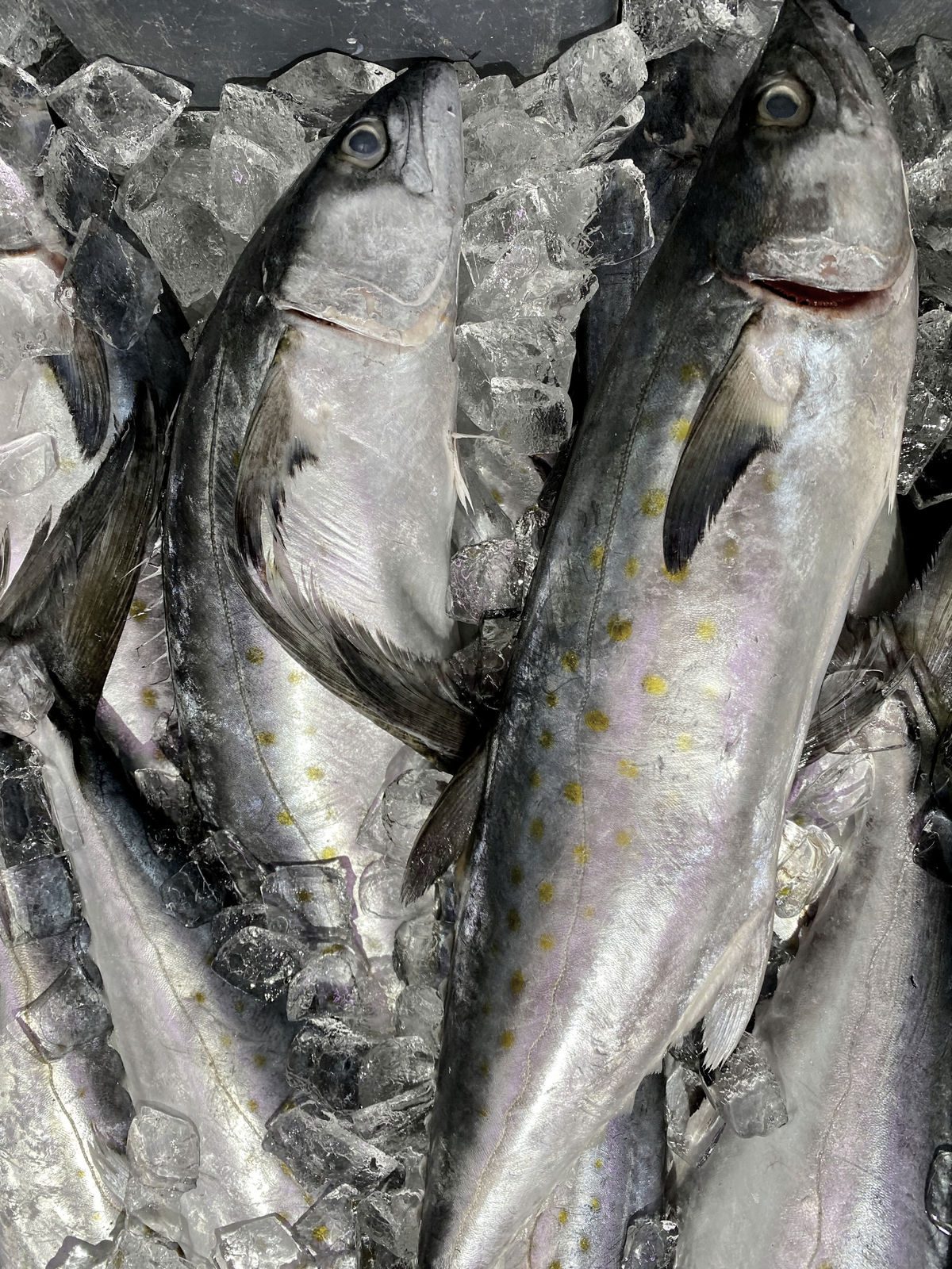 Whole fish packed on ice