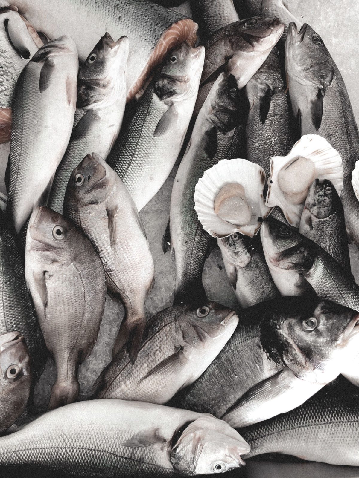 Mixed whole reef fish