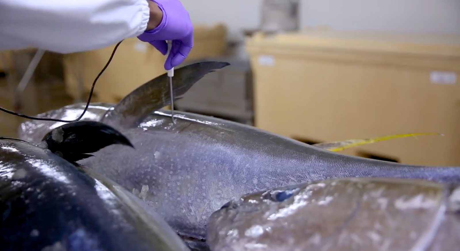 Core temperature check on a whole tuna