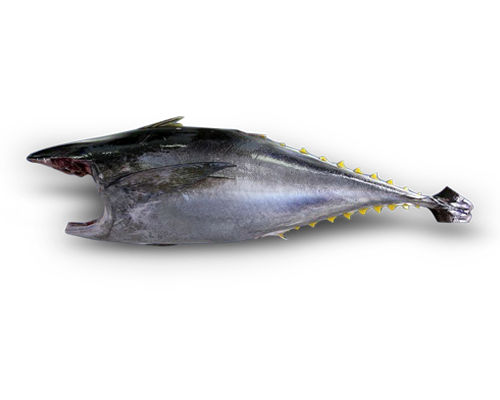 Chilled or Frozen Yellowfin Tuna HG