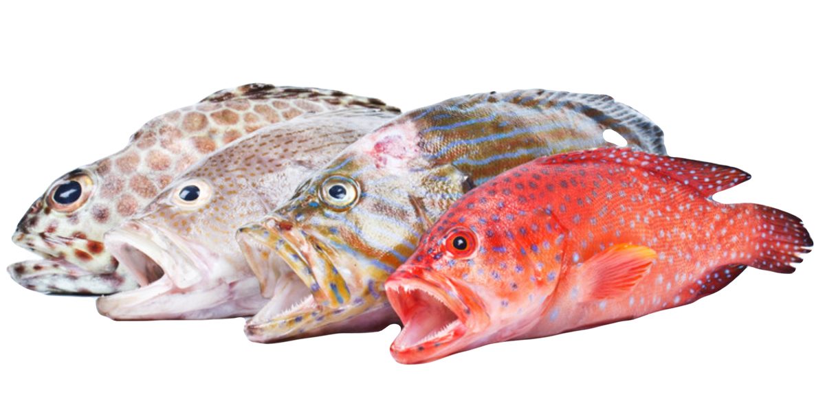 Chilled/Frozen Reef Fish