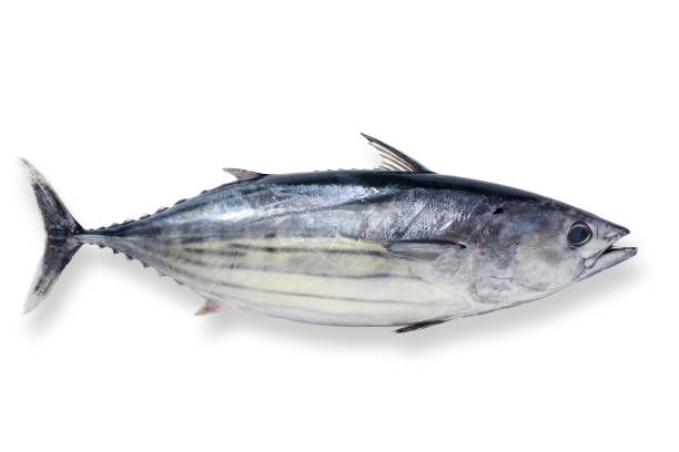 Frozen Skipjack Tuna
